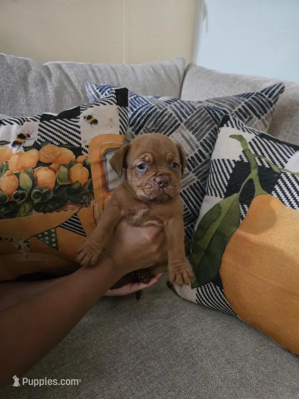 Purple Female – Dogue de Bordeaux puppy for sale in Carriere, MS