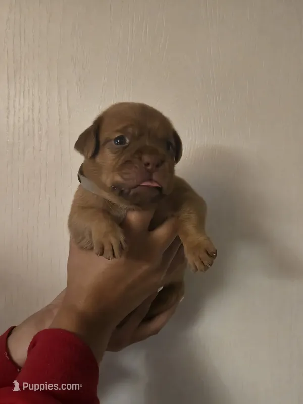 Gray Female – Dogue de Bordeaux puppy for sale in Carriere, MS