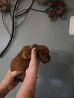 Purple Female, a female Dogue de Bordeaux for sale in Carriere, MS – 4 of 7