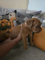Red Female, a female Dogue de Bordeaux for sale in Carriere, MS – 6 of 10