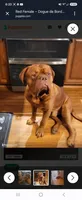 Purple Female, a female Dogue de Bordeaux for sale in Carriere, MS – 5 of 6