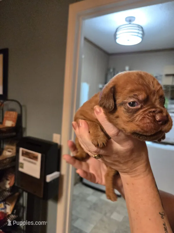 Purple Female – Dogue de Bordeaux puppy for sale in Carriere, MS
