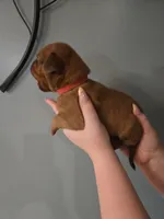 Red Female, a female Dogue de Bordeaux for sale in Carriere, MS – 2 of 7