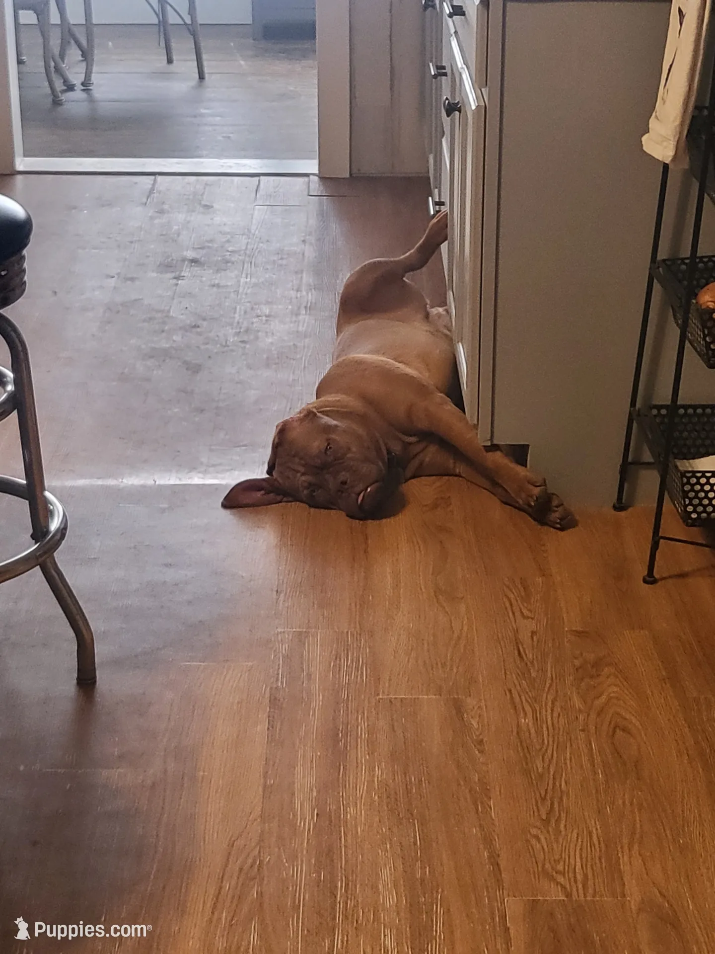 Red Female, a female Dogue de Bordeaux for sale in Carriere, MS – 6 of 7