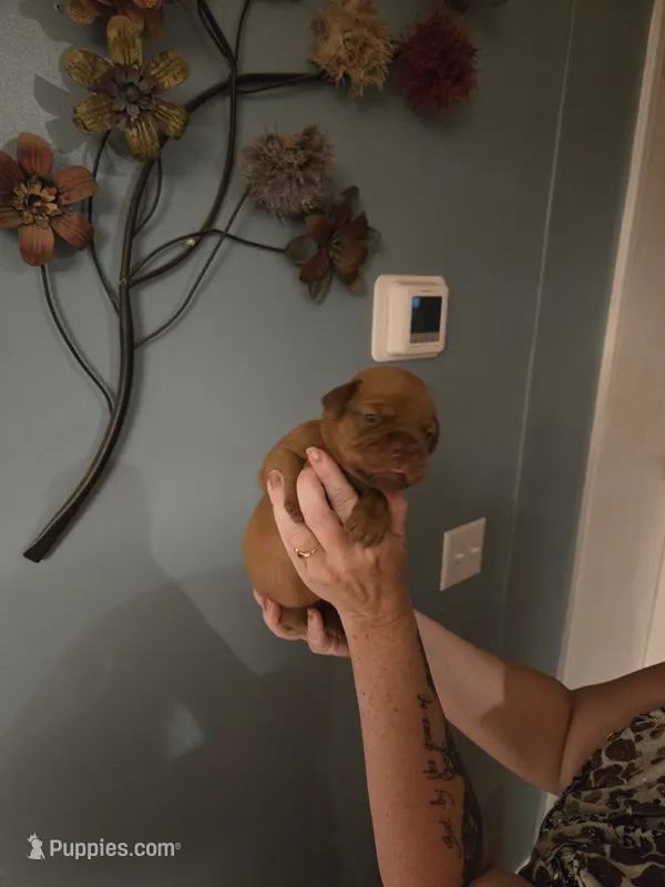 Red Female – Dogue de Bordeaux puppy for sale in Carriere, MS