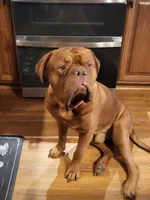 Gray Female, a female Dogue de Bordeaux for sale in Carriere, MS – 7 of 7