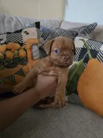 Red Female, a female Dogue de Bordeaux for sale in Carriere, MS – 5 of 10