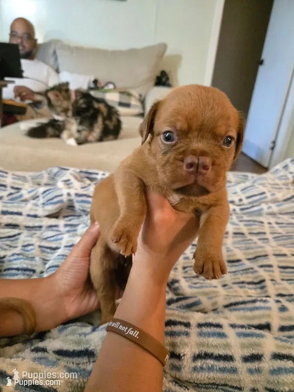 Red Female – Dogue de Bordeaux puppy for sale in Carriere, MS