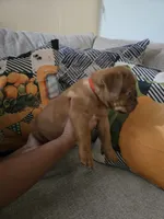 Red Female, a female Dogue de Bordeaux for sale in Carriere, MS – 4 of 10