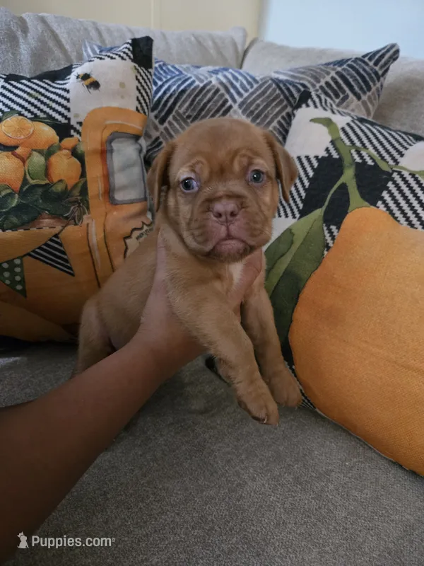 Gray Female – Dogue de Bordeaux puppy for sale in Carriere, MS