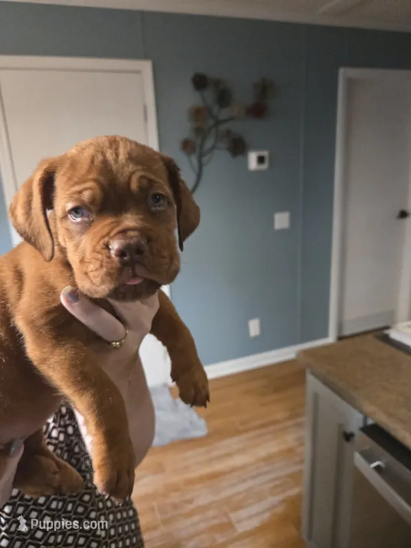 Purple Female – Dogue de Bordeaux puppy for sale in Carriere, MS