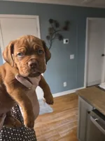 Purple Female, a female Dogue de Bordeaux for sale in Carriere, MS – 1 of 6