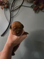 Purple Female, a female Dogue de Bordeaux for sale in Carriere, MS – 1 of 7