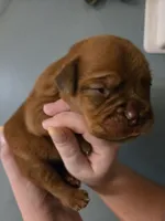Gray Female, a female Dogue de Bordeaux for sale in Carriere, MS – 1 of 7