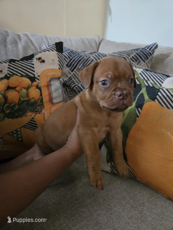 Red Female – Dogue de Bordeaux puppy for sale in Carriere, MS