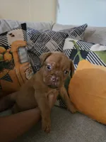 Red Female, a female Dogue de Bordeaux for sale in Carriere, MS – 2 of 10