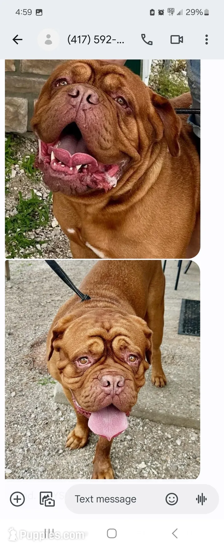 Gray Female, a female Dogue de Bordeaux for sale in Carriere, MS – 5 of 7