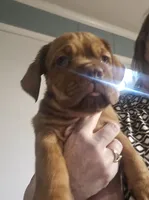 Purple Female, a female Dogue de Bordeaux for sale in Carriere, MS – 2 of 6