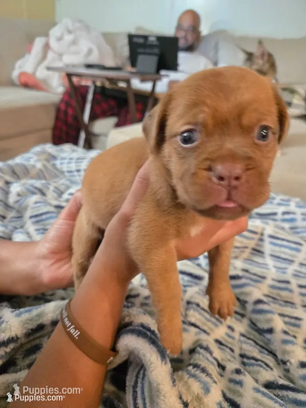 Gray Female – Dogue de Bordeaux puppy for sale in Carriere, MS