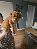Purple Female, a female Dogue de Bordeaux for sale in Carriere, MS – 3 of 6