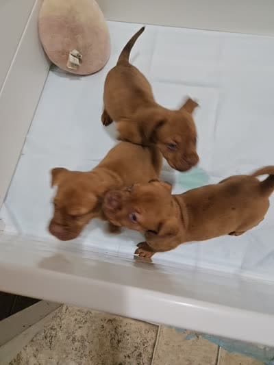 Red Female, a female Dogue de Bordeaux for sale in Carriere, MS – 10 of 10