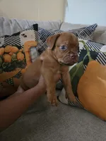 Red Female, a female Dogue de Bordeaux for sale in Carriere, MS – 3 of 10