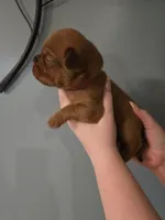 Red Female, a female Dogue de Bordeaux for sale in Carriere, MS – 1 of 7