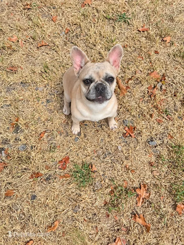 Elsa Mae – French Bulldog puppy for sale in Hackett, AR
