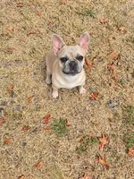 Elsa Mae, a female French Bulldog for sale in Hackett, AR – 1 of 3
