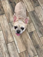 Elsa Mae, a female French Bulldog for sale in Hackett, AR – 2 of 3