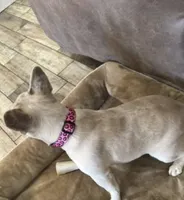 Elsa Mae, a female French Bulldog for sale in Hackett, AR – 3 of 3