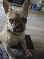 ROCKY, a male French Bulldog for sale in San Ramon, CA – 4 of 6