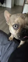 ROCKY, a male French Bulldog for sale in San Ramon, CA – 6 of 6