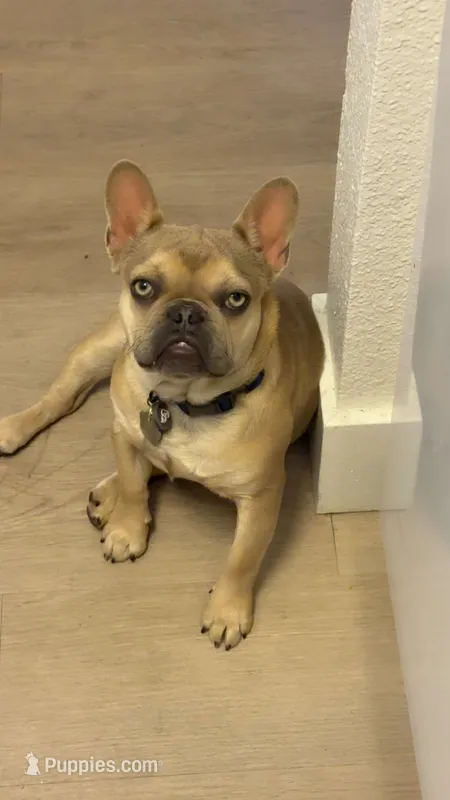ROCKY – French Bulldog puppy for sale in San Ramon, CA