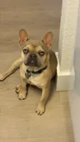 ROCKY, a male French Bulldog for sale in San Ramon, CA – 1 of 6