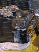 Moon pie, a female American Bully and American Pit Bull Terrier for sale in Scottsville, VA – Photo 3 of 4