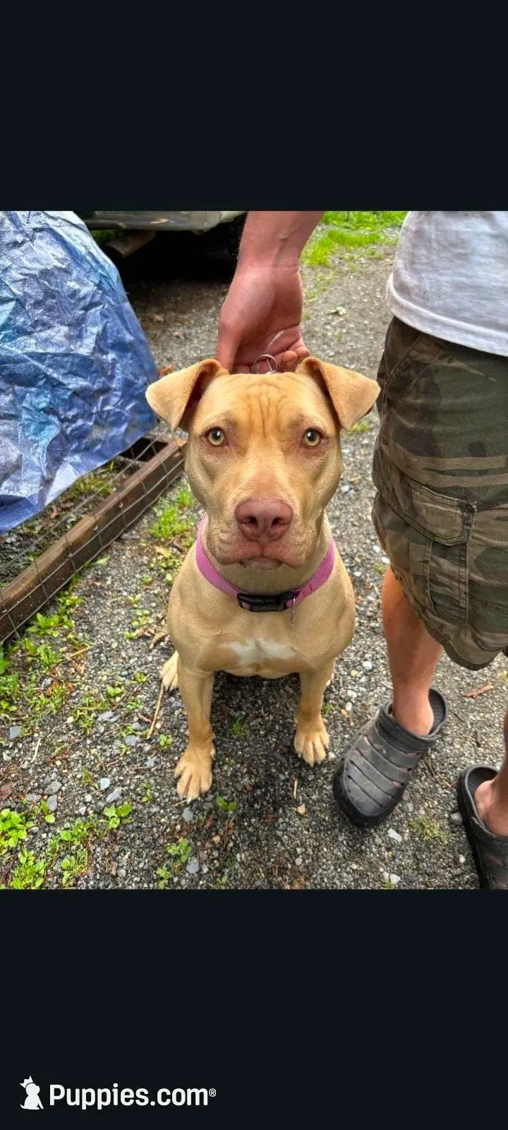Moon pie, a female American Bully and American Pit Bull Terrier for sale in Scottsville, VA – Photo 4 of 4
