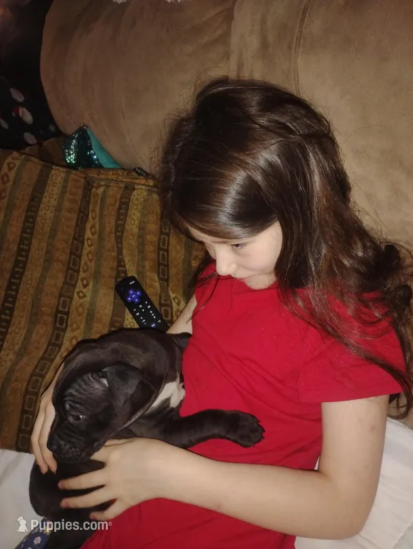 Moon pie – American Bully, American Pit Bull Terrier puppy for sale in Scottsville, VA