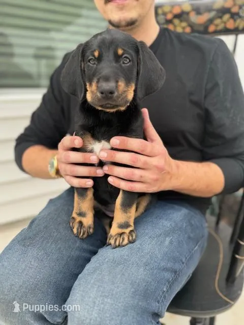 Sophie – Doberman Pinscher, Bernedoodle puppy for sale in Greenville, SC