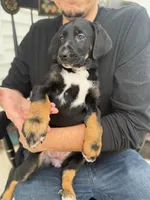 Sophie, a female Doberman Pinscher and Bernedoodle for sale in Greenville, SC – Photo 4 of 5