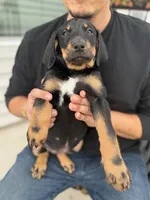 Sophie, a female Doberman Pinscher and Bernedoodle for sale in Greenville, SC – Photo 2 of 5