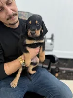 Sophie, a female Doberman Pinscher and Bernedoodle for sale in Greenville, SC – Photo 5 of 5