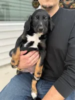 Sophie, a female Doberman Pinscher and Bernedoodle for sale in Greenville, SC – Photo 3 of 5