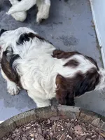 Boy 2, a male Springer Doodle for sale in Reddick, FL – 4 of 6