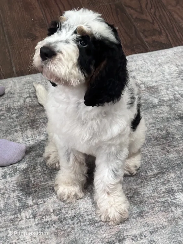 Bandit – Springer Doodle puppy for sale in Reddick, FL