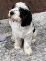 Bandit, a male Springer Doodle for sale in Reddick, FL – 1 of 7
