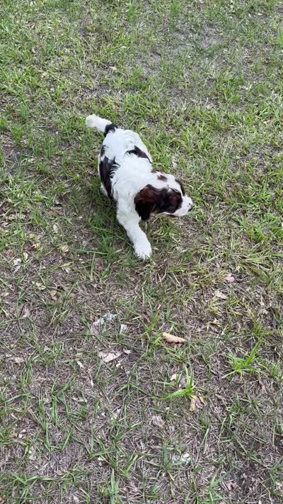 Boy 2, a male Springer Doodle for sale in Reddick, FL – 6 of 6