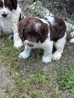 Girl 1, a male Springer Doodle for sale in Reddick, FL – 5 of 7