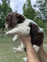 Girl 1, a male Springer Doodle for sale in Reddick, FL – 3 of 7