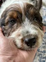 Copper, a male Springer Doodle for sale in Reddick, FL – 2 of 10